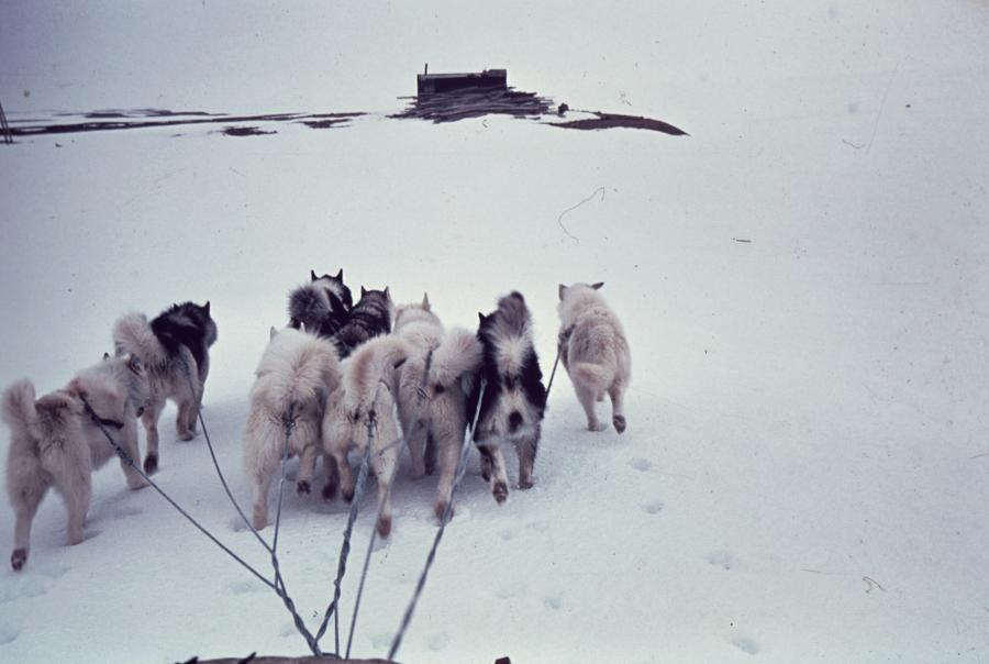 Billede fra Østgrønland, optaget af Jens Riis, der i årene 1968 til 1970 deltog i Sirius-patruljen. Hundeslæde ved Ailsa-hytten på Hochstetters Forland.